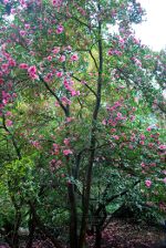 Flowering bush in Olympia, WA