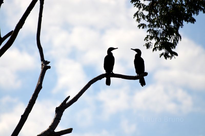 A pair of birds in Brazil.