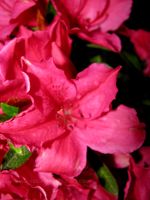 Pink Flower Macro