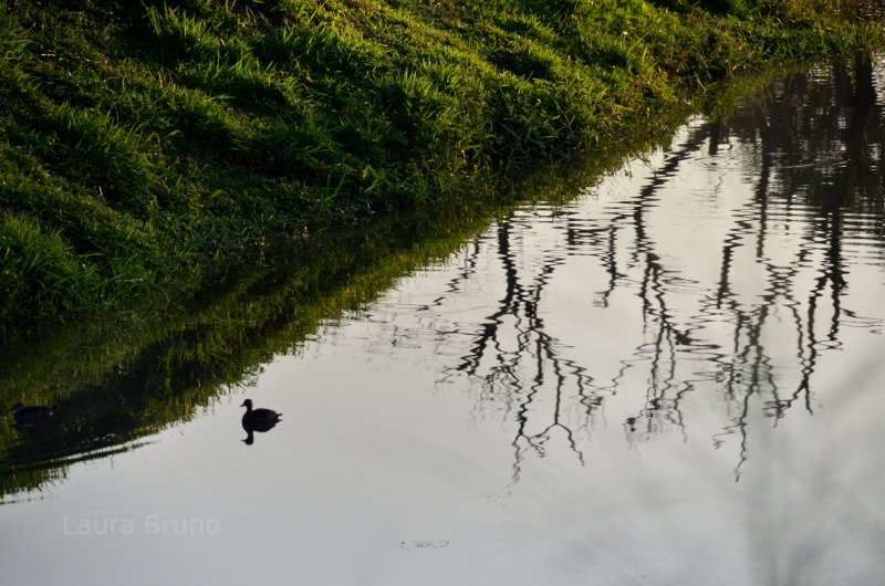 Swimming duck in Brazil