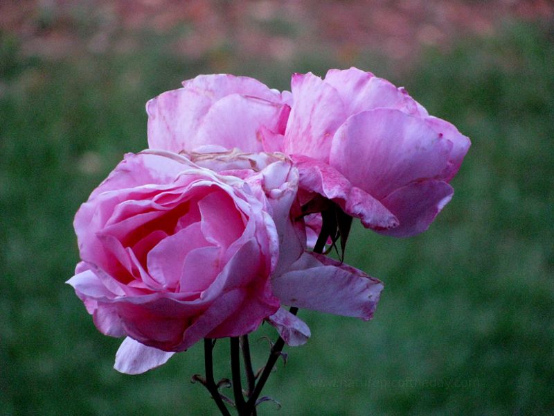 Pretty pink roses