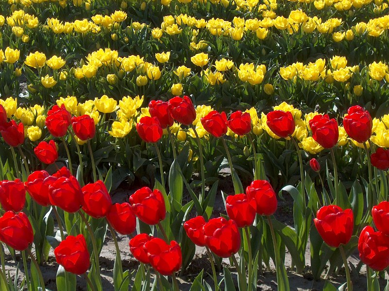 Tulips in Skagit Valley