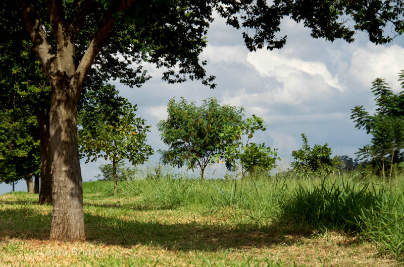 Sunny field and tree in Brazil