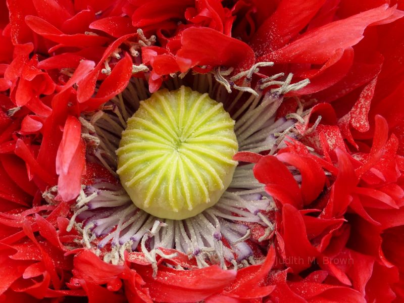 Beautiful red flower in Tasmania