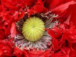 Beautiful red flower in Tasmania