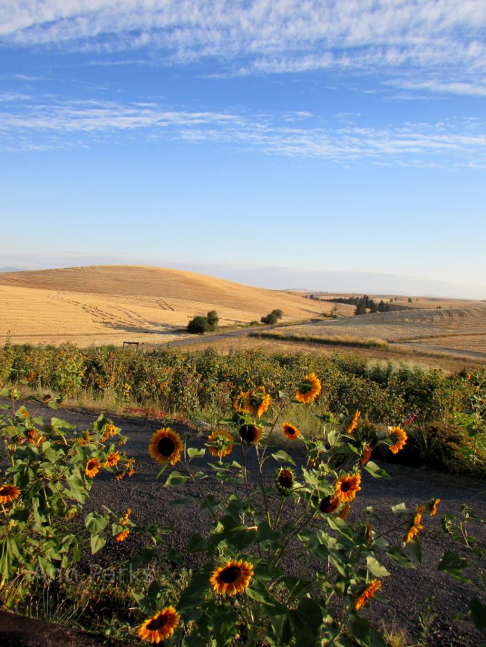 Sunflowers in Idaho