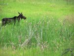 Moose in Montana