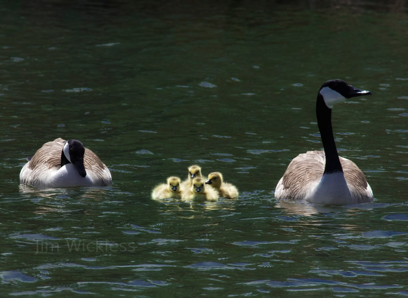 Canadian Geese in Nebraska