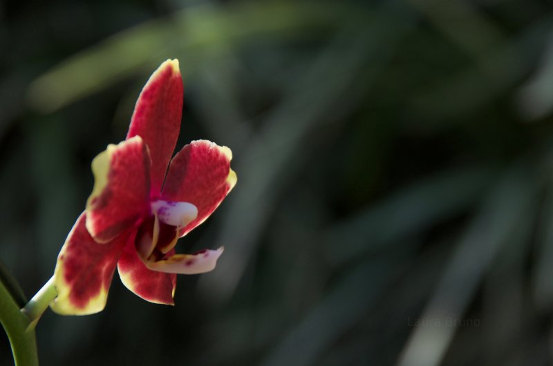 Beautiful Brazilian Flower