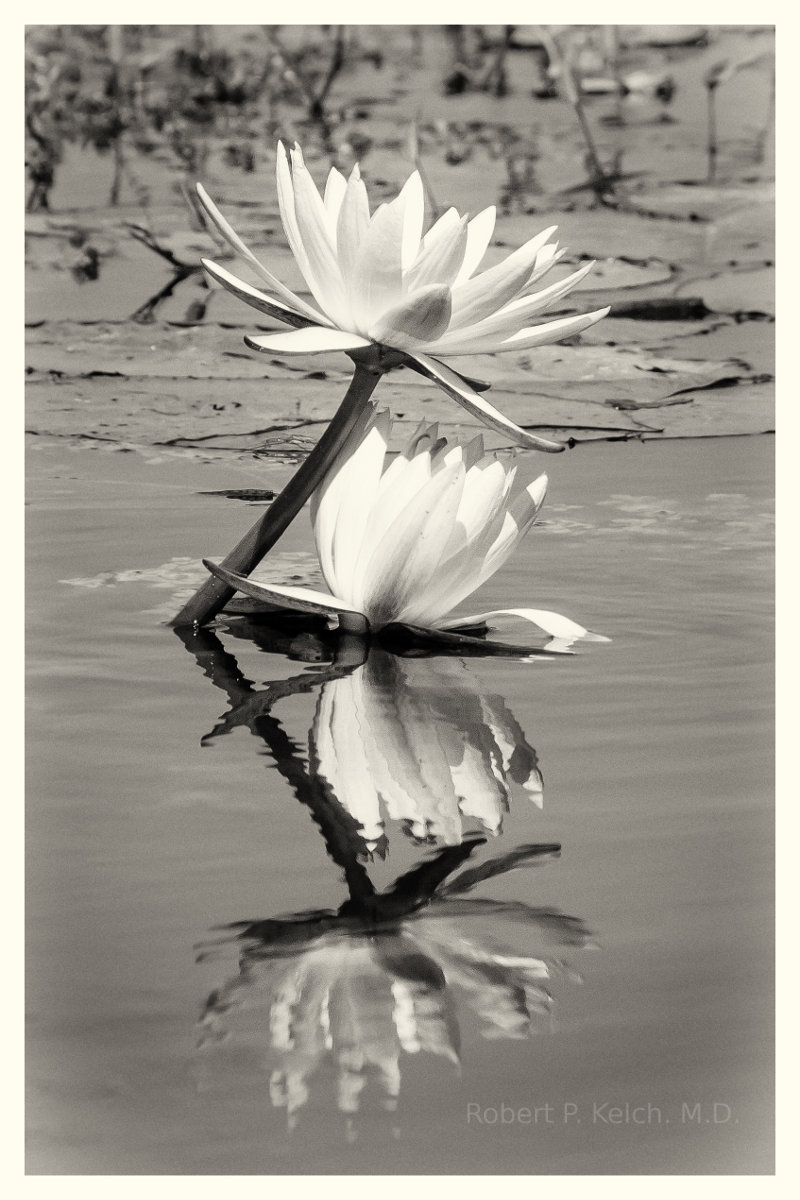 Water Lilly on the Chobe River, Botswana