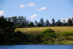 Cow pasture, and lake in Brazil