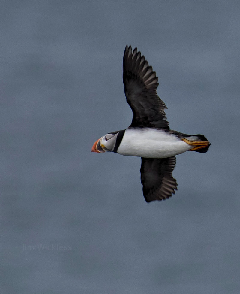 Atlantic Puffin flying over Elliston, Newfoundland, Canada