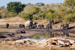 Elephants in South Africa