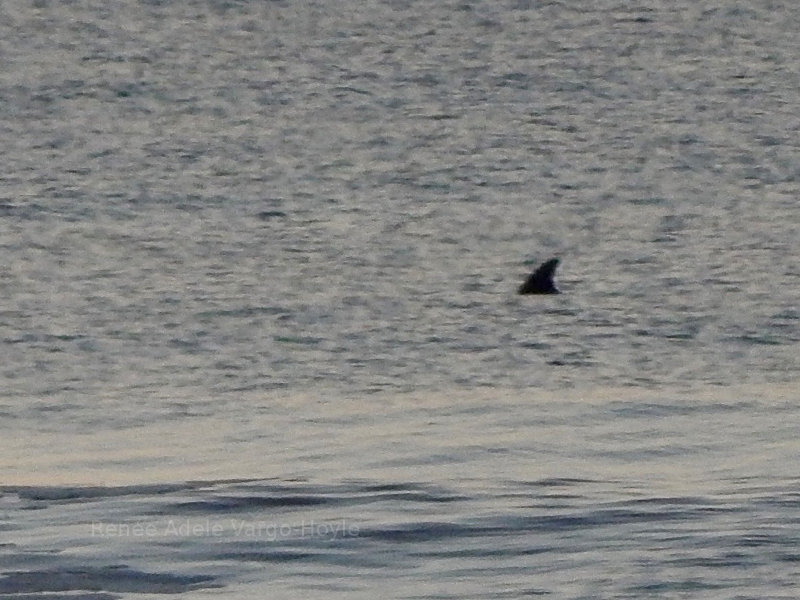 Dolphin off of Avalon, NJ