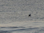 Dolphin off of Avalon, NJ