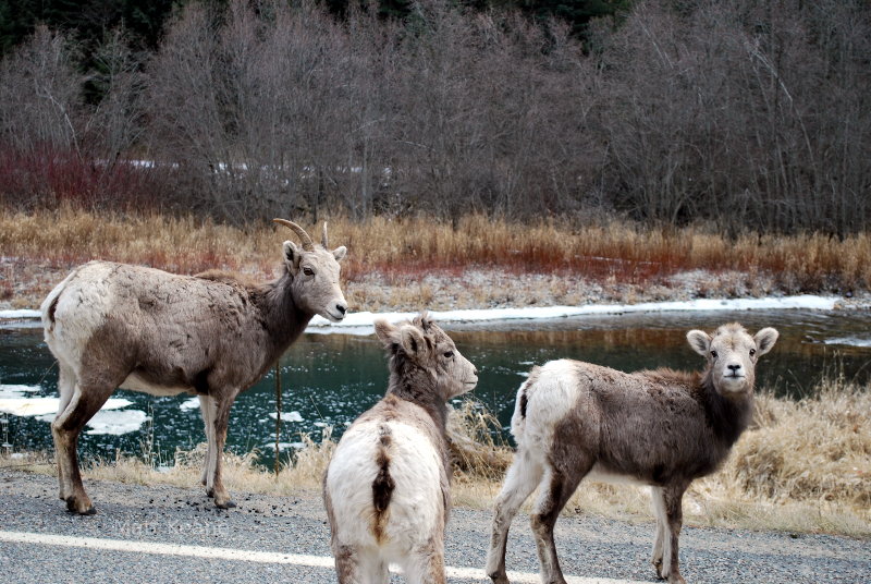 Bighorn Sheep in Montana