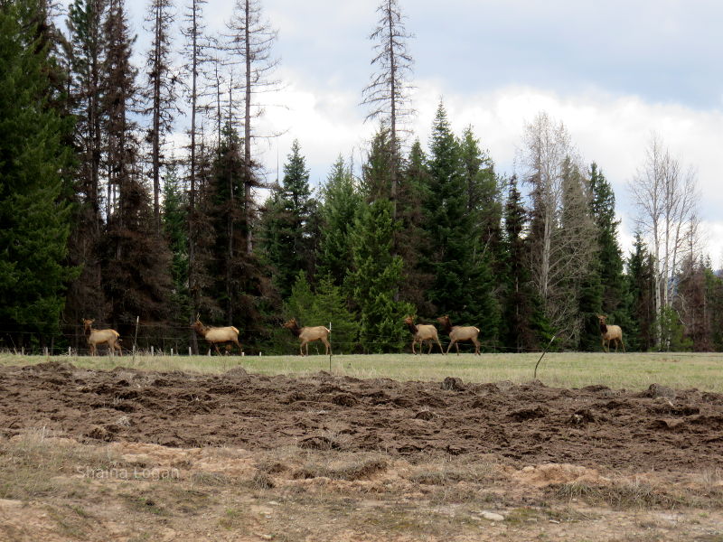 Elk in Montana