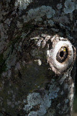 Fungus covered tree trunk in Brazil