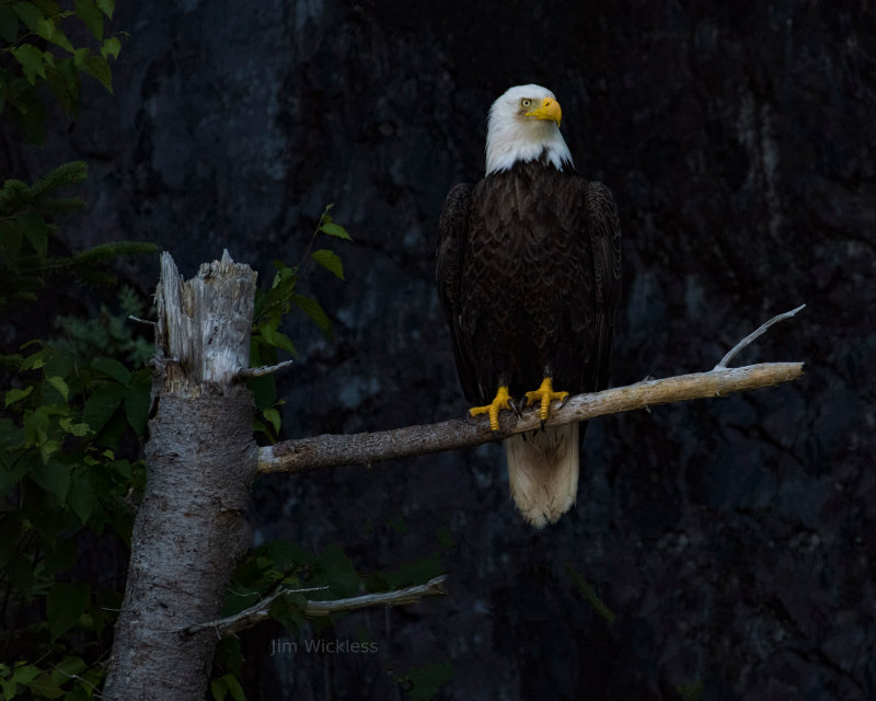 Bald Eagle in Open Hall Bay, Newfoundland, Canada