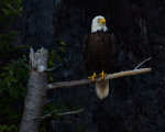 Bald Eagle in Open Hall Bay, Newfoundland, Canada