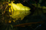 Leaf in Brazil