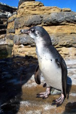 Penguin in the Zoo