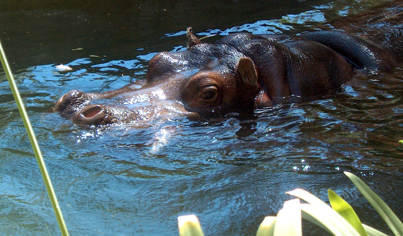 Not a Hungry Hippo at the Sacramento Zoo