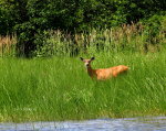 Whitetail Doe in Montana