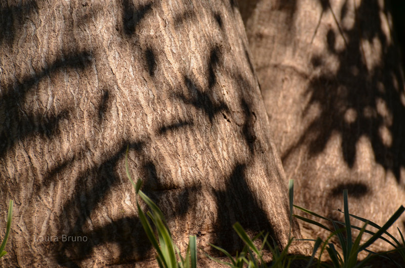 Brazilian trees