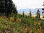 Fall foliage in Montana