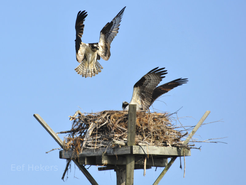 Osprey in Canada