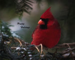 Beautiful Cardinal in Nebraska