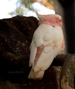 Pretty bird in Australia