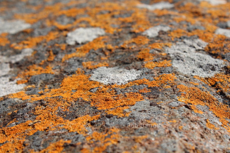 Orange lichen in Macro