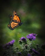 Monarch Butterfly in Kansas City, KS