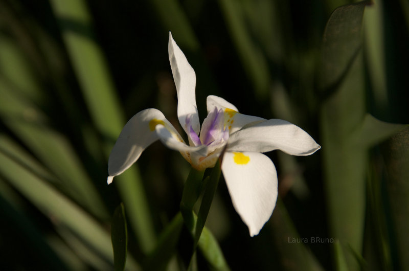 Beautiful Brazilian flowers.