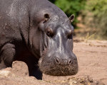 Hippopotamus smiles for a portrait in Africa