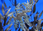 Odd fish seadragon in Canada