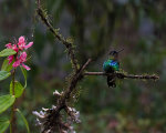 Beautiful hummingbird in Costa Rica