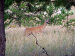 Doe in Montana