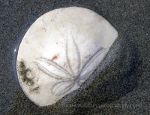 Sand Dollar on the beach