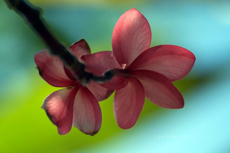 Beautiful pink flowers in Brazil