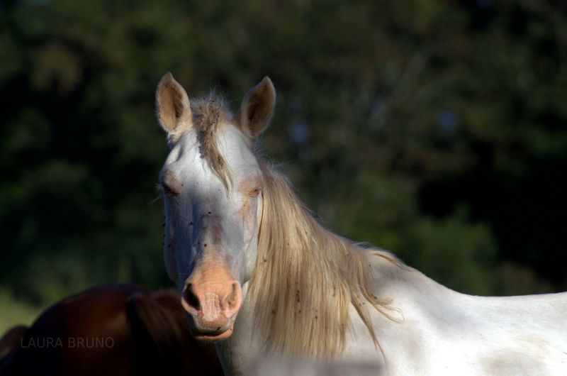 Horse in Brazil