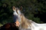 Horse in Brazil