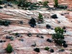 Sheep in Utah