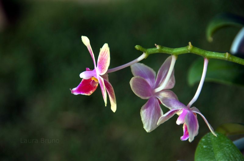 Beautiful Brazilian flower