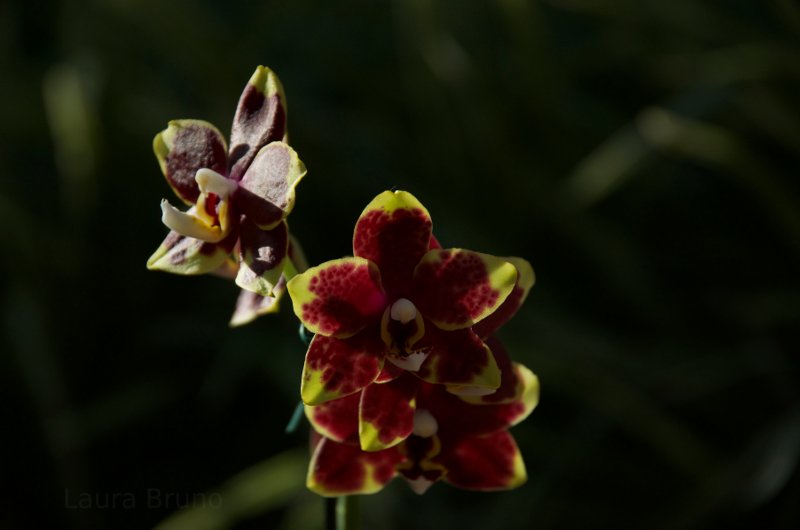 Beautiful flowers in Brazil