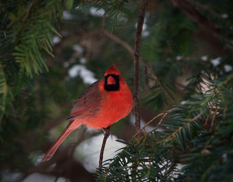 Cardinal in Lincoln, Nebraska