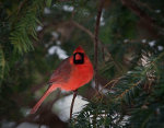 Cardinal in Lincoln, Nebraska