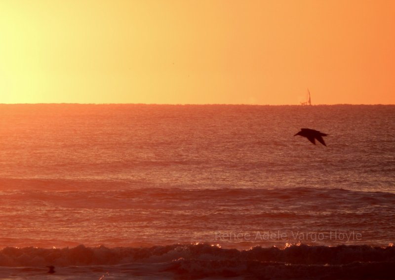 Shore life on the coast near Avalon, NJ